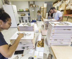 Pesquisadores trabalham com amostras no Herbário do Departamento de Botânica. 03/04/2017. Foto: Beto Monteiro